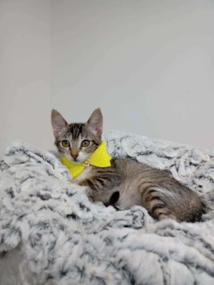 Gato raça Srd idade Abaixo de 2 meses nome Gliss