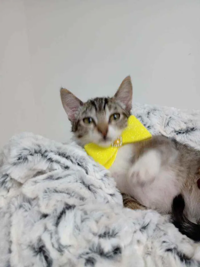 Gato raça Srd idade Abaixo de 2 meses nome Gliss