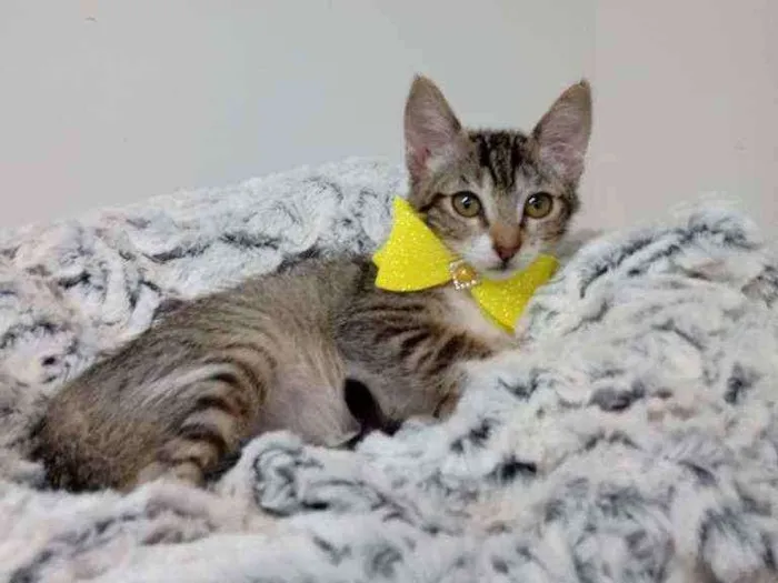 Gato raça Srd idade Abaixo de 2 meses nome Gliss