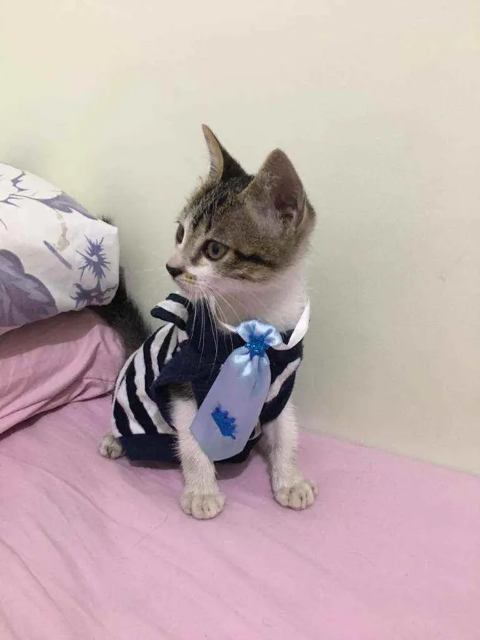 Gato raça SRD idade 2 a 6 meses nome Zeca