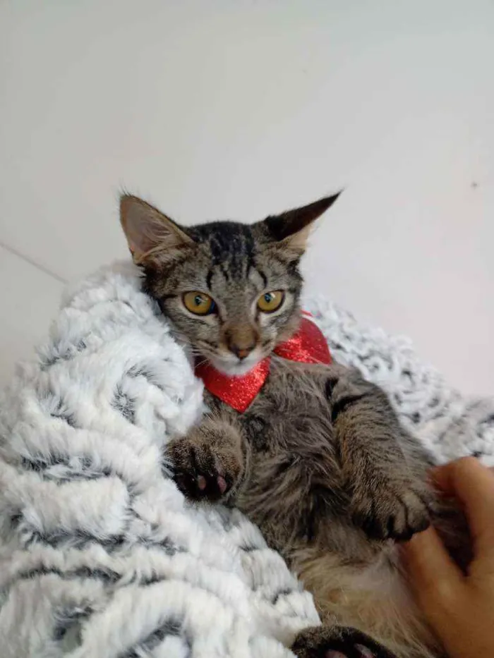 Gato raça Srd idade Abaixo de 2 meses nome Edward