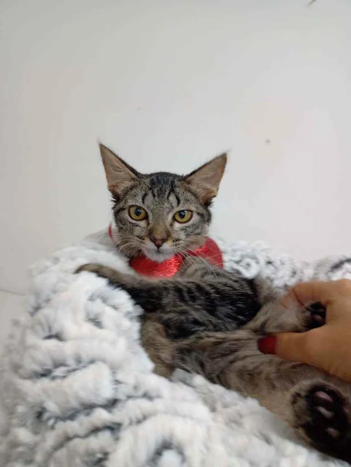 Gato raça Srd idade Abaixo de 2 meses nome Edward