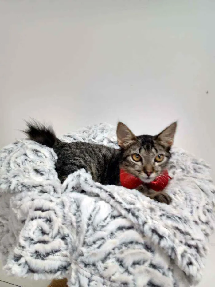 Gato raça Srd idade Abaixo de 2 meses nome Edward