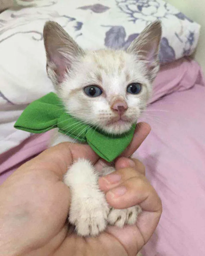 Gato raça SRD idade Abaixo de 2 meses nome Caju