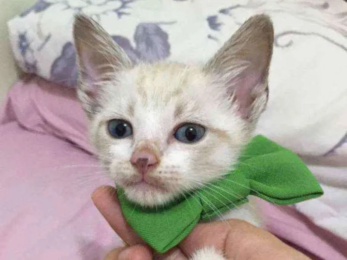 Gato raça SRD idade Abaixo de 2 meses nome Caju