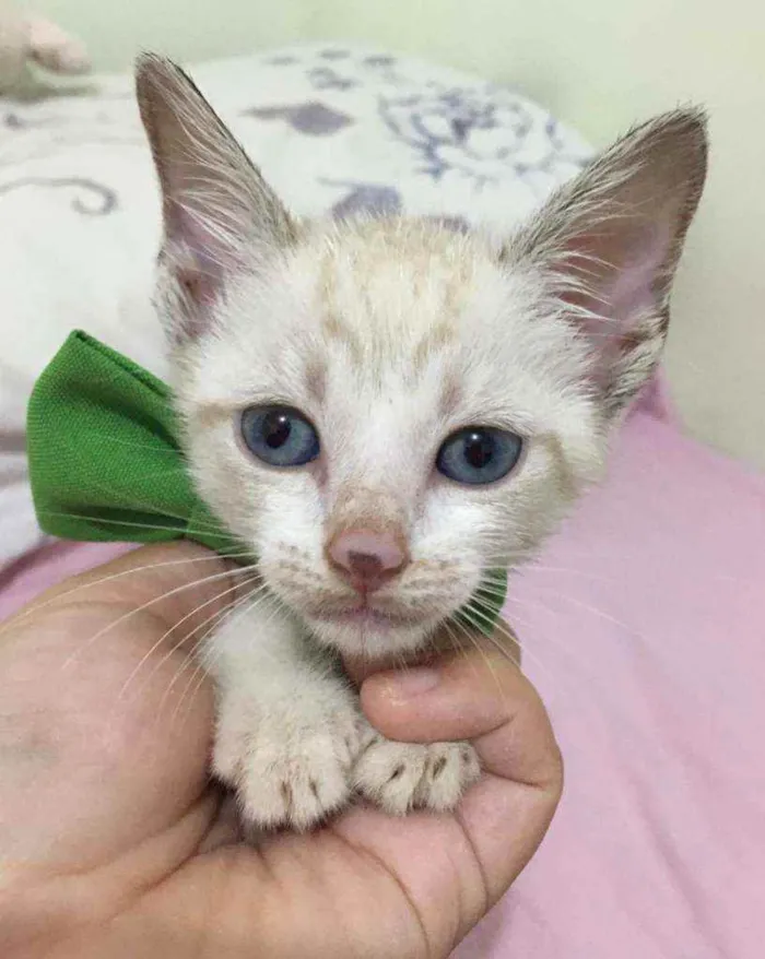 Gato raça SRD idade Abaixo de 2 meses nome Caju