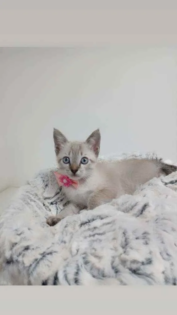 Gato raça Srd idade Abaixo de 2 meses nome Manu