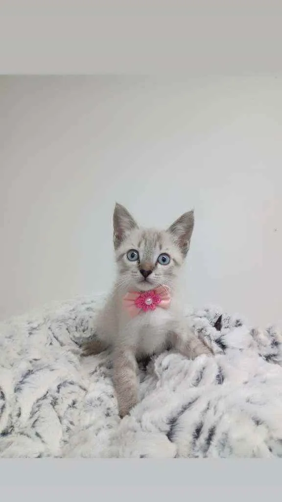 Gato raça Srd idade Abaixo de 2 meses nome Manu