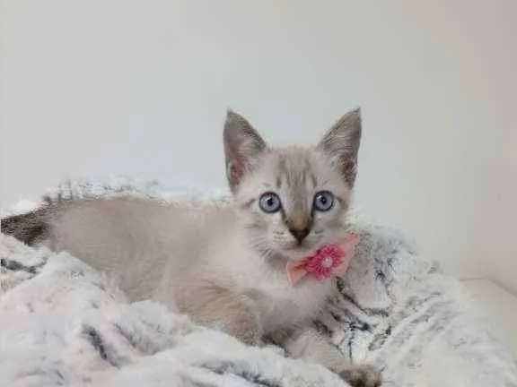 Gato raça Srd idade Abaixo de 2 meses nome Manu