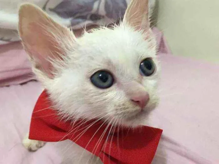 Gato raça SRD idade 2 a 6 meses nome Pingo