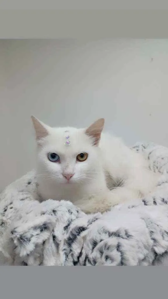 Gato raça Srd idade 2 anos nome Aisha