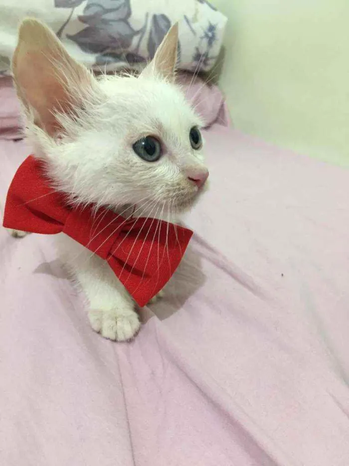 Gato raça SRD idade 2 a 6 meses nome Pingo