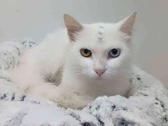 Gato raça Srd idade 2 anos nome Aisha