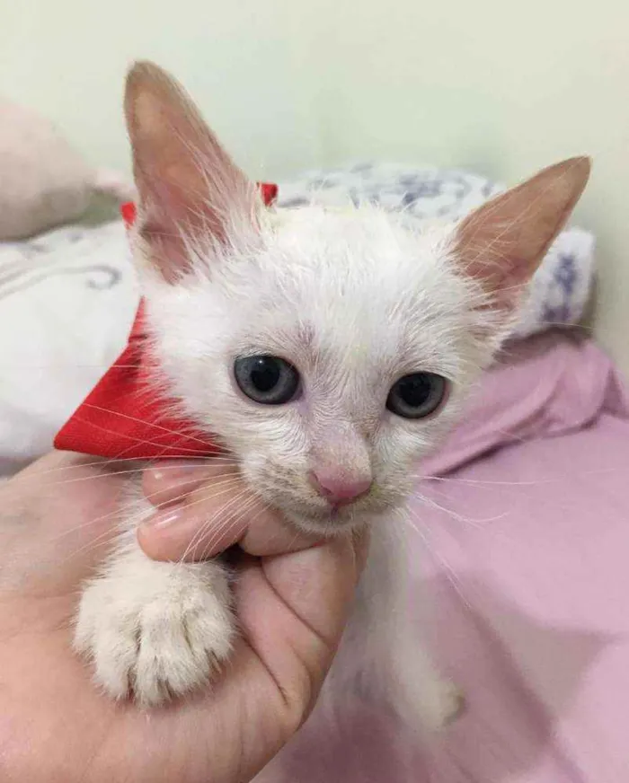 Gato raça SRD idade 2 a 6 meses nome Pingo