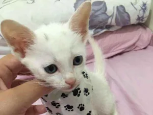 Gato raça SRD idade 2 a 6 meses nome Sushi