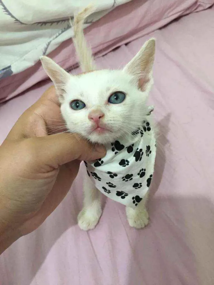 Gato raça SRD idade 2 a 6 meses nome Sushi