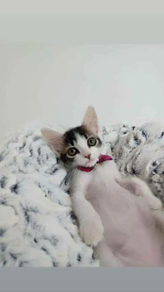 Gato raça Srd idade Abaixo de 2 meses nome Jasmim