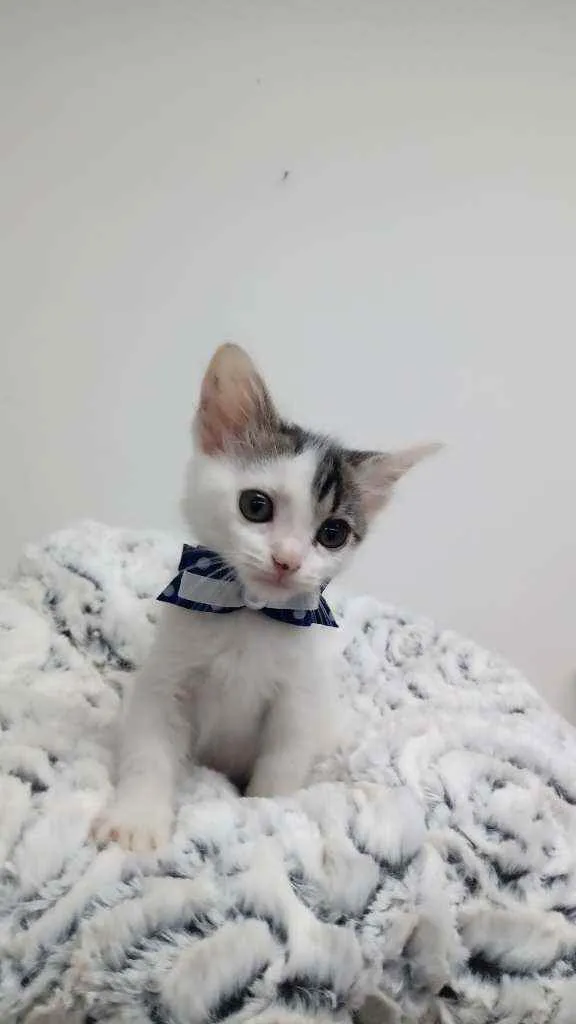 Gato raça Srd idade Abaixo de 2 meses nome Dusty