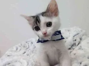 Gato raça Srd idade Abaixo de 2 meses nome Dusty