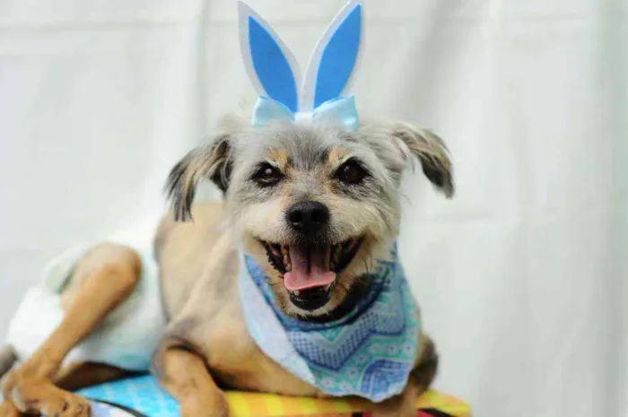 Cachorro raça Srd idade 4 anos nome Joaquim