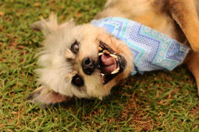 Cachorro raça Srd idade 4 anos nome Joaquim