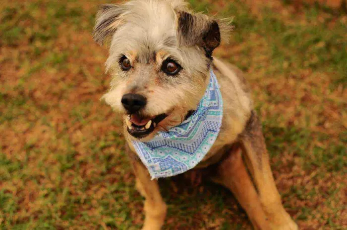 Cachorro raça Srd idade 4 anos nome Joaquim