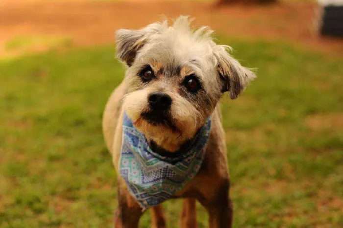 Cachorro raça Srd idade 4 anos nome Joaquim