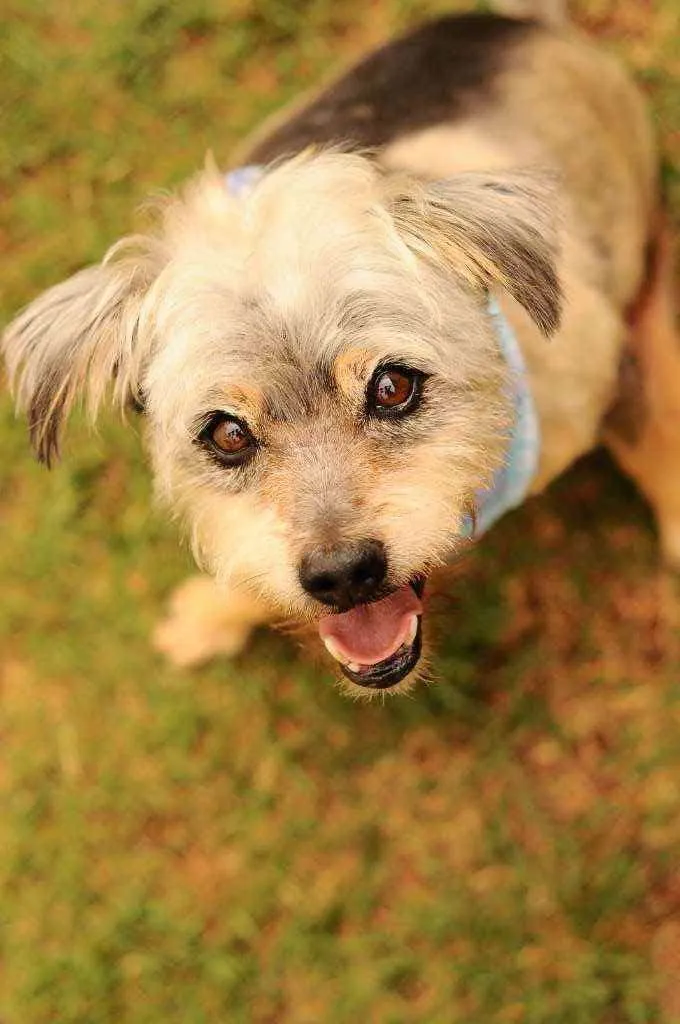 Cachorro raça Srd idade 4 anos nome Joaquim