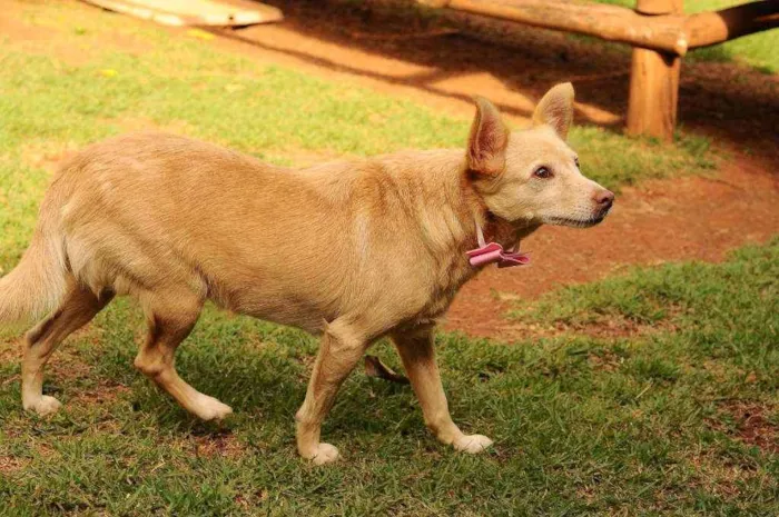 Cachorro raça Srd idade 3 anos nome Lobinha