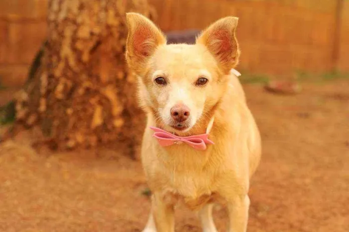 Cachorro raça Srd idade 3 anos nome Lobinha