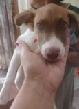 Cachorro raça Sem raça definida  idade 2 a 6 meses nome Sem nome 