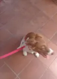 Cachorro raça Sem raça definida  idade 2 a 6 meses nome Sem nome 
