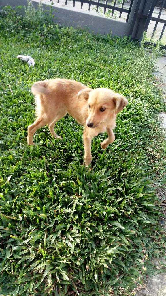 Cachorro ra a Não sabemos idade 7 a 11 meses nome Fofuna