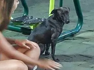 Cachorro ra a Vira lata  idade  nome Não sabemos 