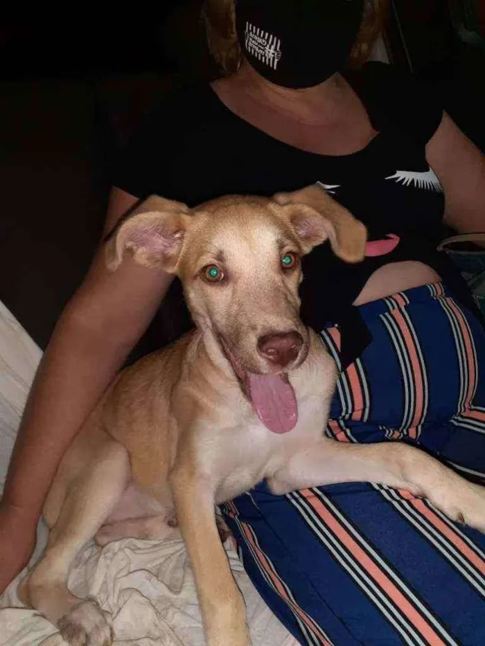 Cachorro raça SRD idade 2 a 6 meses nome Beca