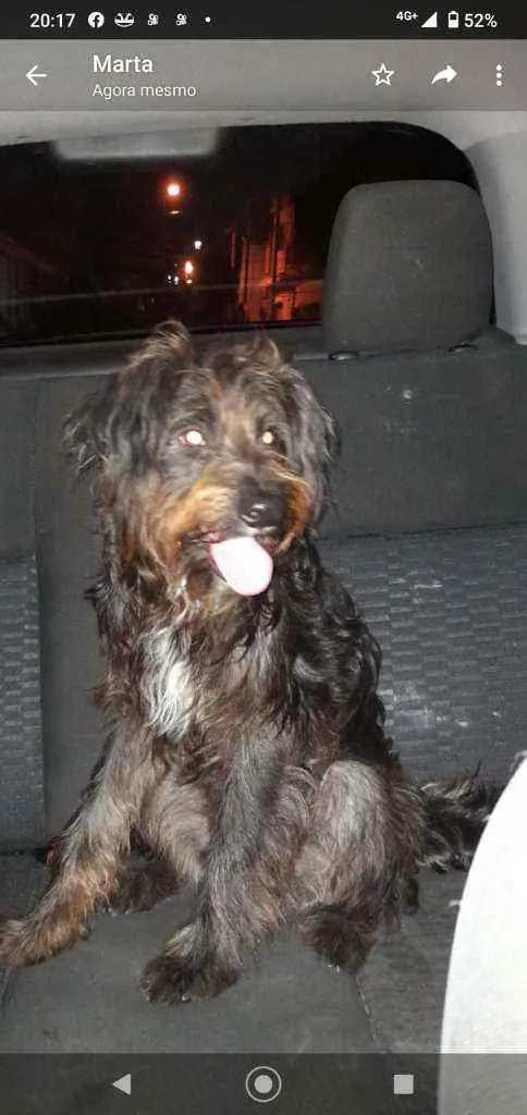 Cachorro ra a SRD idade 1 ano nome Agape