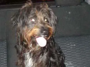 Cachorro raça SRD idade 1 ano nome Agape