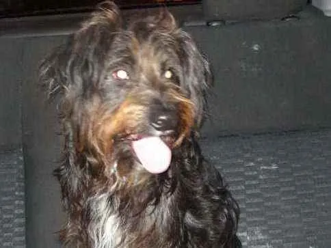 Cachorro ra a SRD idade 1 ano nome Agape