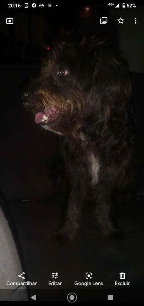 Cachorro ra a SRD idade 1 ano nome Agape