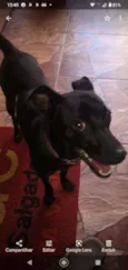 Belinha