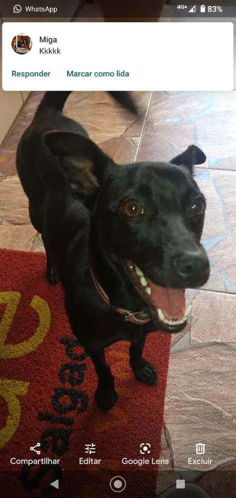 Cachorro ra a SRD idade 1 ano nome Belinha