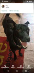 Belinha