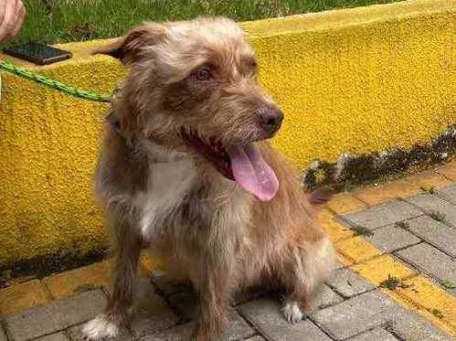 Cachorro ra a Srd idade 6 ou mais anos nome Morena