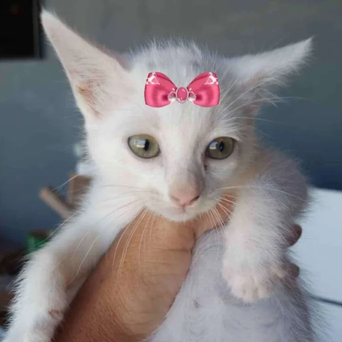 Gato ra a Mestiça  idade 2 a 6 meses nome Vicky 