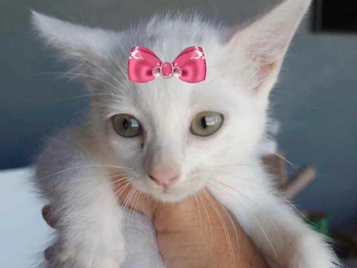 Gato ra a Mestiça  idade 2 a 6 meses nome Vicky 