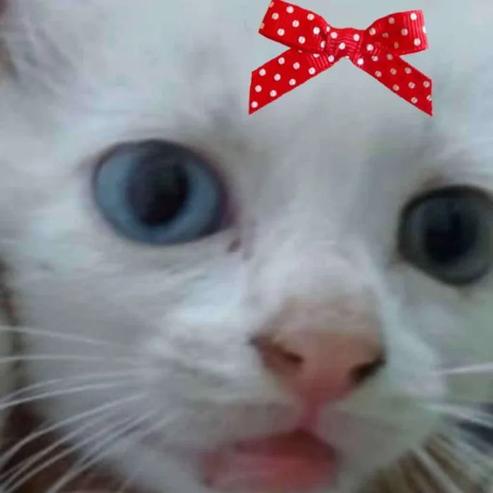 Gato ra a Mestiça  idade 2 a 6 meses nome Julie 