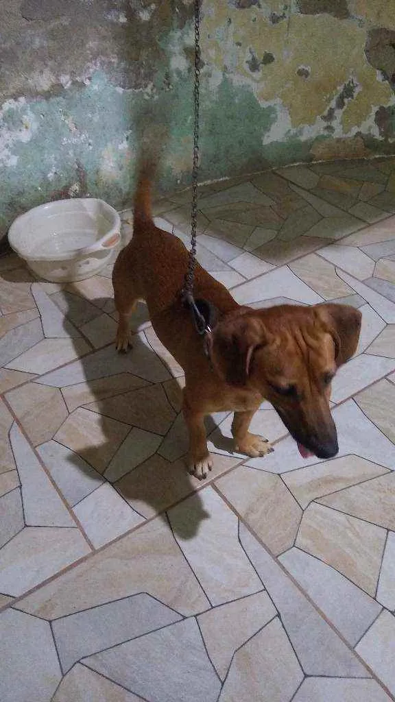 Cachorro ra a Base com Pit Bull idade 1 ano nome Scobydo