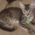 Chico 