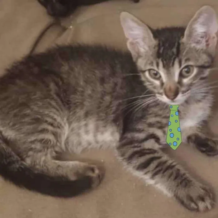 Gato ra a Mestiço  idade 2 a 6 meses nome Chico 