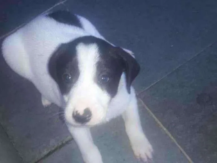 Cachorro ra a Nao tem raça idade Abaixo de 2 meses nome Ainda nao tem.nome